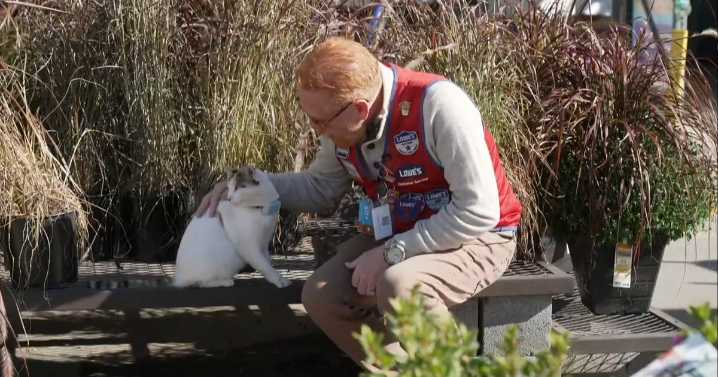 When the beloved resident cat of a Virginia Lowe's disappeared, staff pulled out all the stops to find her
