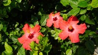 20 Plants That Look Similar To Hibiscus For A Low