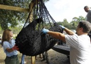 Florida inicia primera cacería de osos negros en una década; enfrenta críticas