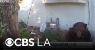 Large bear takes up residence underneath Altadena home