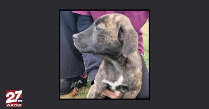 Pet of the Week: Meet Pugsley!