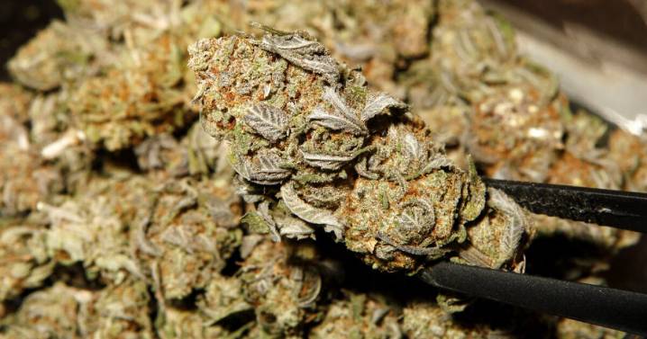 Michigan's 24% tax on marijuana will go into effect after judge's ruling