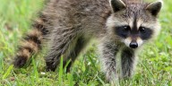 Marion County health department officials issue new rabies alert due to infected raccoon