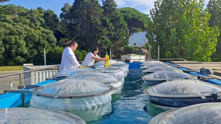 Así es la novedosa investigación gallega que busca retirar CO₂ del aire a través del océano