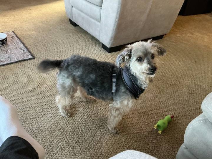 Homer, a dog with serious health issues, has been missing since Nov. 12