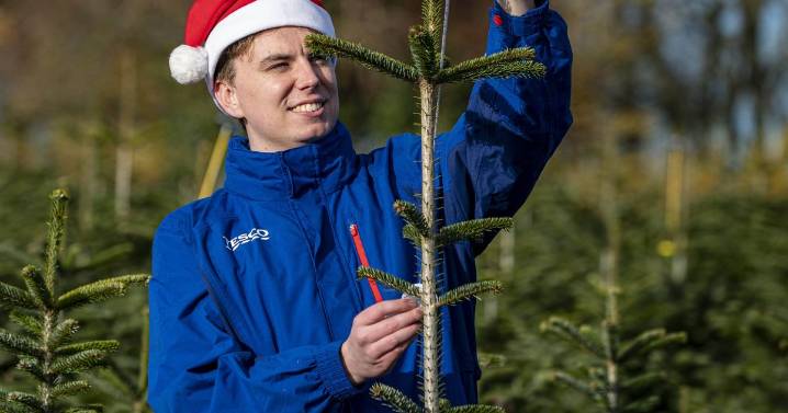 Tesco to give away hundreds of ‘wonky’ Christmas trees with charity donations