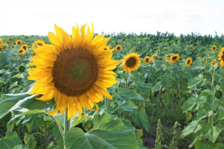 Staff picks: Stops you should take on a roadtrip along Highway 71 in Minnesota