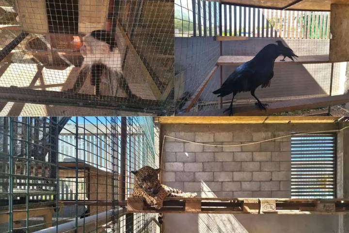 Cateo en Los Cabos revela jaguar, león africano y más fauna silvestre en un domicilio