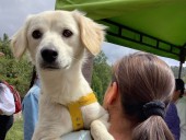 Promulgación de leyes Ángel y Lorenzo son motivo de alegría en Boyacá