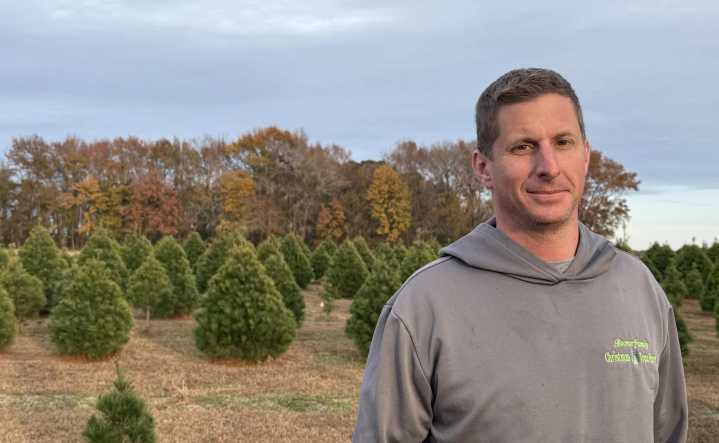 Christmas Trees Might be Pricier this Year, but Growers Say High Supply will Stave Off Big Hikes
