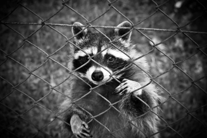 Cherokee County Man Bitten in Face After Driving With Rabid Raccoon in His Coat