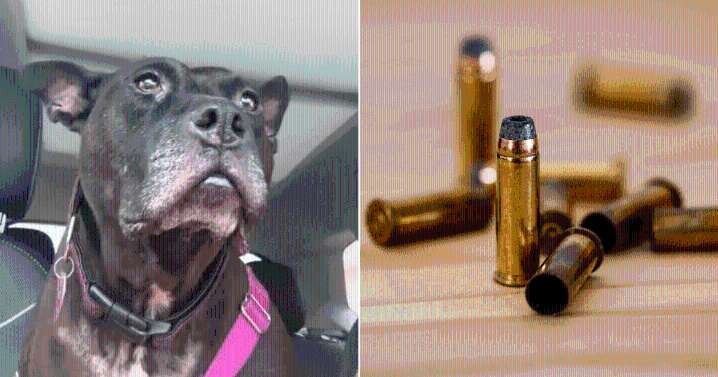 X-Ray Reveals Hidden Truth a Rescue Dog Carried Long Before Finding Her New Home