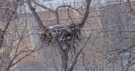 DNR's EagleCam now live for the season, with a better view of the nest