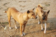 GMC directs schools in Guwahati to remove stray dogs as dog bite cases surge