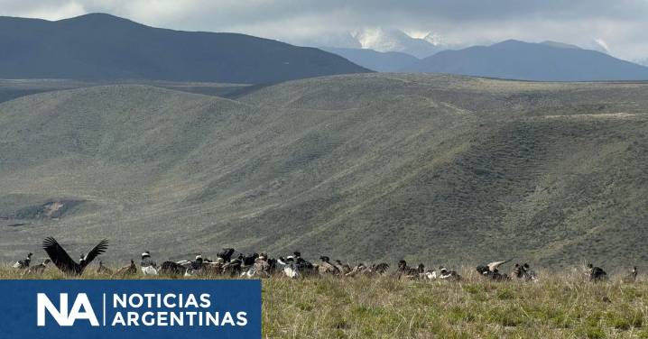 Mendoza batió el récord de avistamiento de cóndor andino: más de 90 ejemplares