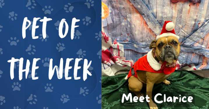 Pet of the Week: Meet Clarice!