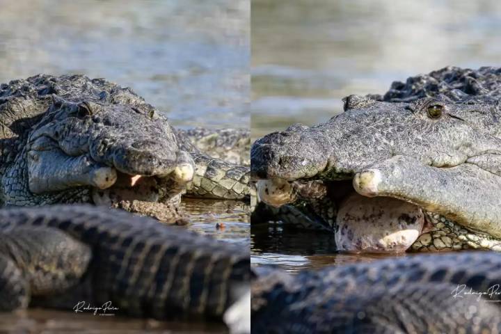Avistan en Sisal, Yucatán, a un cocodrilo sin mandíbula inferior