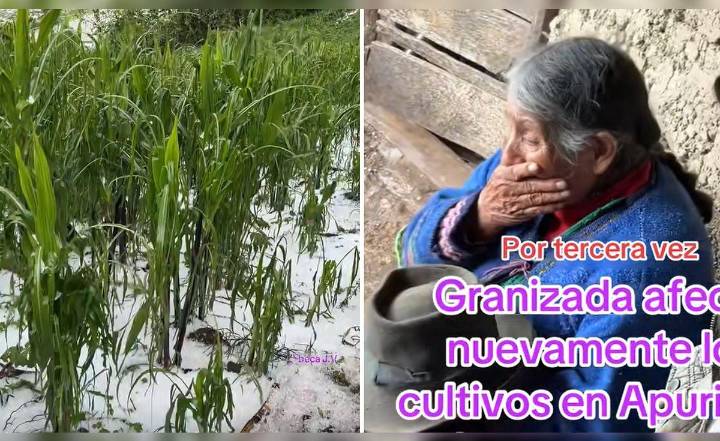 Adulta mayor rompe en llanto al ver cómo la granizada destruye su cultivo de maíz: "Así es la vida del agricultor"