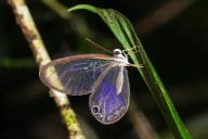 Deforestación está apagando los colores de 60 especies de mariposas amazónicas