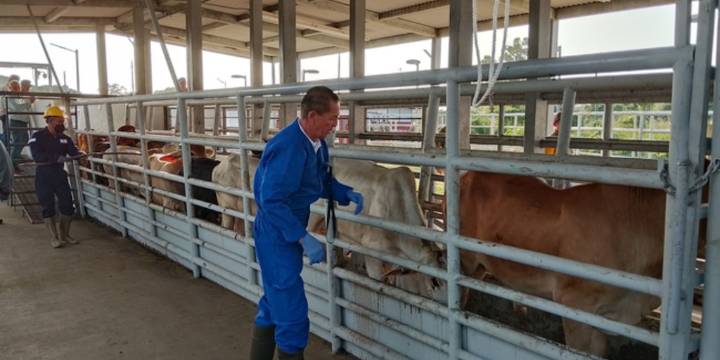México declara emergencia de sanidad animal para detener propagación del gusano barrenador
