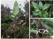 Oxapampa: Nueva especie de flora en el Parque Nacional Yanachaga Chemillén