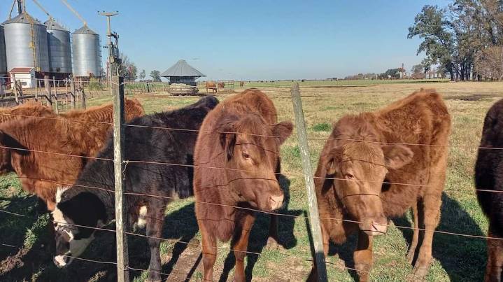 Una diputada K propuso un insólito impuesto a los gases que emiten las vacas y generó el rechazo del campo