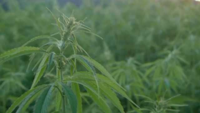 Gov. Beshear gives update on when medical marijuana will be available in Kentucky