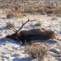 FWP looking for information on bull elk left unclaimed in trophy district west of Toston