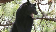 Florida bear hunt survives lawsuit, starts Saturday. What to know