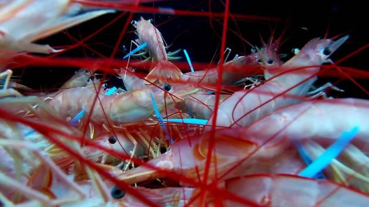 La administración del langostino en crisis