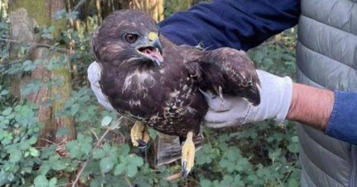 ¿Sabe usted que la gripe aviar no perdona ni a los más nobles?