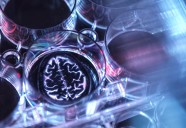 Patient Organoid Public Atlas Supports Neurodevelopmental Disorder Research