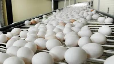 Scientific Opinion: Why The Reported Detection Of Nitrofurans In Eggs Demands Immediate Scientific And Regulatory Action
