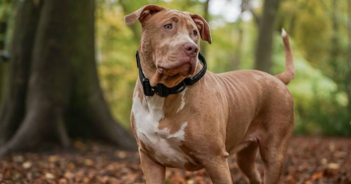 'XL Bully launched vicious attack as the kids walking it told me to f**k off'