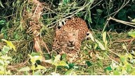 Leopard Dies After Getting Caught In Snare Inside Odisha Forest