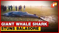 Giant Whale Shark Carcass Found On Balasore Beach