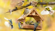 8 Of The Best Places To Hang A Bird Feeder To Keep Feather Friends Safe