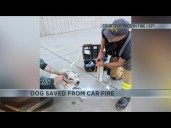Bystanders save pets from car fire in Tucson
