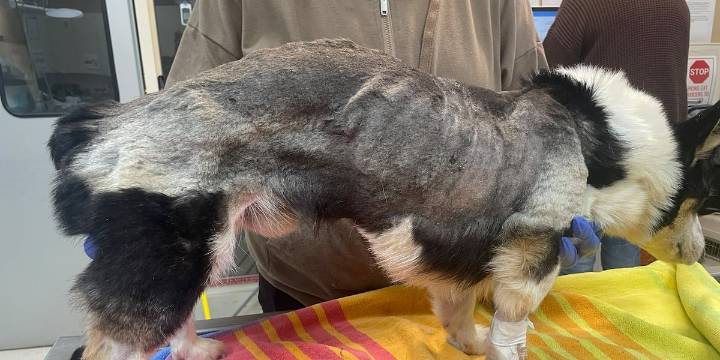 Two arrested in Seymour animal cruelty case after puppy dies