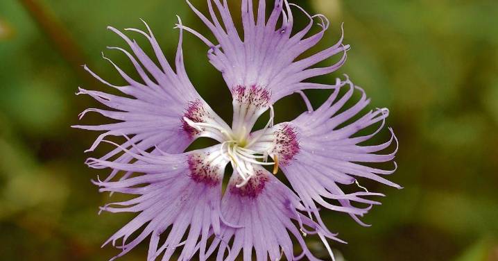 Clavel de montaña, una planta con propiedades curativas