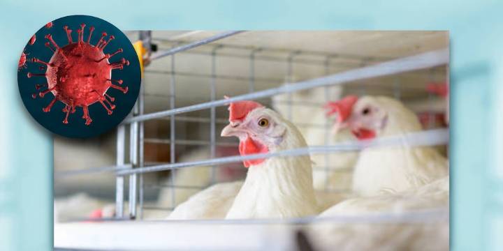 Se inician en Argentina las pruebas preclínicas de una vacuna ARNm contra la gripe aviar