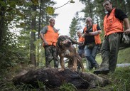 Valencia pagará 40 euros a los cazadores por cada jabalí abatido para frenar la peste porcina