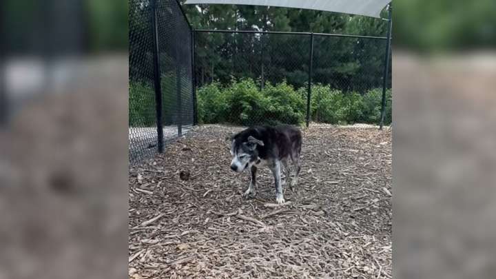 Georgia Shelter Dog Facing His Final Hours Finds A Twist That Changes Everything