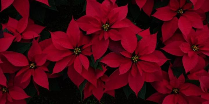 Nochebuenas en CDMX: dónde adquirirlas esta Navidad