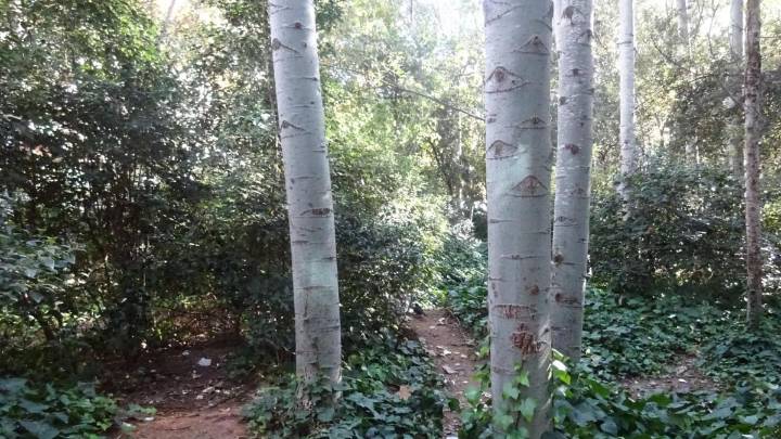 Reto visual: ¿Puedes encontrar el mirlo en menos de 30 segundos?