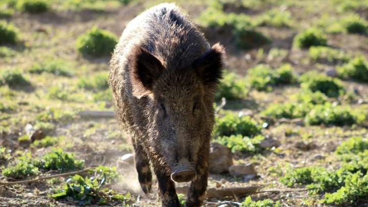 Agricultura confirma el positivo de tres nuevos jabalíes en peste porcina africana en Cerdanyola del Vallès (Barcelona)