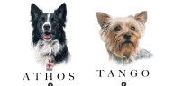 Tribunal de Querétaro reduce condena al responsable del envenenamiento de los perros rescatistas Athos y Tango
