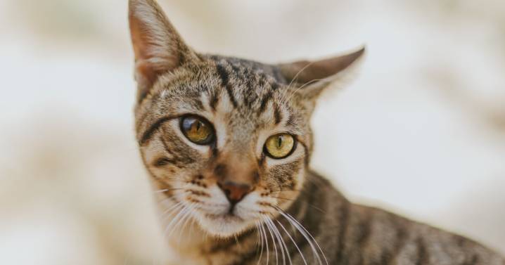 Cómo preparar tu casa para recibir un gato por primera vez: lo esencial para que se adapte rápido