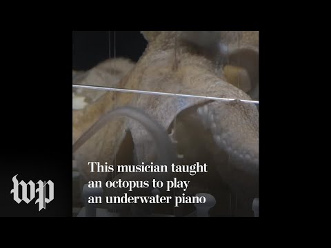 This musician taught an octopus to play an underwater piano