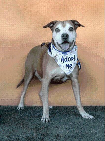 Miami-Dade Animal Services Launches ‘Seniors Sleigh Too’ Holiday Adoption Event for Senior Dogs